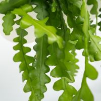 Sägeblattkaktus Epiphyllum Anguliger 15cm