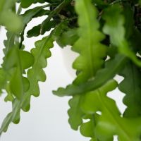 Sägeblattkaktus Epiphyllum Anguliger 15cm