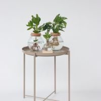 Fensterblatt Monstera Adansonii Glasvase 20cm