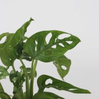 Fensterblatt Monstera Adansonii Glasvase 20cm