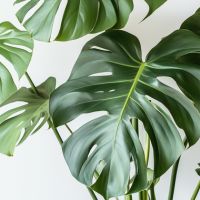 Fensterblatt Monstera Deliciosa 21cm
