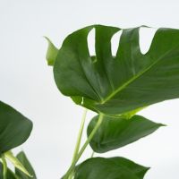 Fensterblatt Monstera Deliciosa 21cm