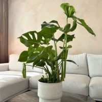 Fensterblatt Monstera Deliciosa 21cm
