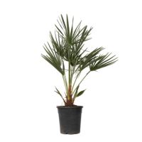 Europäische Zwergpalme XL Chamaerops Humilis 21cm