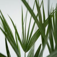 Europäische Zwergpalme XL Chamaerops Humilis 21cm
