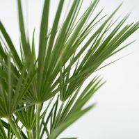 Europäische Zwergpalme XL Chamaerops Humilis 21cm