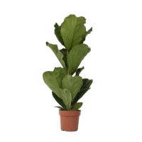 Geigenpflanze Ficus Lyrata 21cm