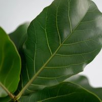 Geigenpflanze Ficus Lyrata 21cm