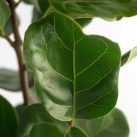 Geigenpflanze Ficus Lyrata 21cm