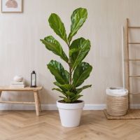 Geigenpflanze Ficus Lyrata 21cm