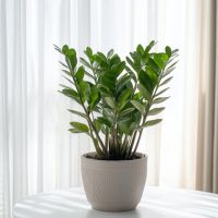 Glücksfeder Zamioculcas ZZ Plant 21cm