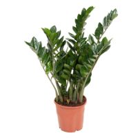 Glücksfeder Zamioculcas ZZ Plant 21cm