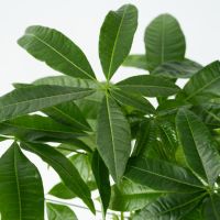 Glückskastanie Pachira XL Geldbaum 24cm