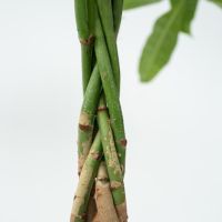 Glückskastanie Pachira XL Geldbaum 24cm