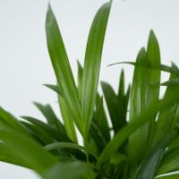 Goldfruchtpalme XXL Areca-Goldpalme 27cm