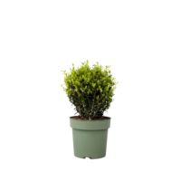 Japanische Stechpalme Ilex Crenata Kugel 17cm