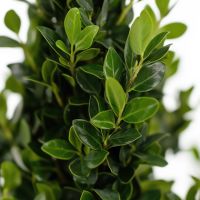 Japanische Stechpalme Ilex Crenata Pyramide 21cm