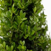Japanische Stechpalme Ilex Crenata Pyramide 21cm