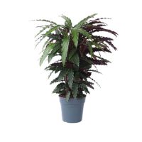 Korbmarante Calathea Wavestar 27cm