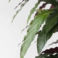 Korbmarante Calathea Wavestar 27cm
