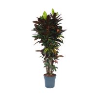 Codiaeum Iceton XXL 31cm