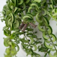 Lippenstiftpflanze Aeschynanthus Twister 15cm