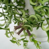 Lippenstiftpflanze Aeschynanthus Twister 15cm