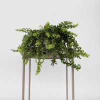 Lippenstiftpflanze Aeschynanthus Twister 15cm