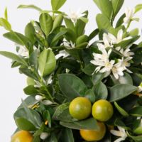 Orangenbaum Citrus Calamondin auf Stiel 19cm