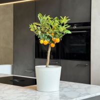 Orangenbaum Citrus Calamondin auf Stiel 19cm