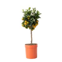 Orangenbaum Citrus Calamondin auf Stiel 19cm