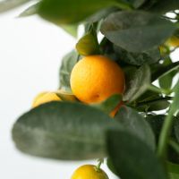 Orangenbaum Citrus Calamondin auf Stiel 19cm