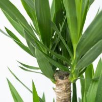 Palmlilie XL Yucca Elephantipes 24cm