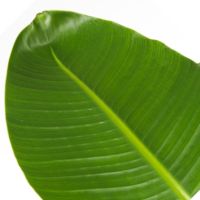 Paradiesvogelblume Große Strelitzia 21cm