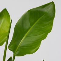 Paradiesvogelblume Große Strelitzia 21cm