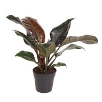 Baumfreund Philodendron Imperial Red 19cm