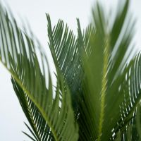 Sagopalmfarn Cycas Revoluta 15cm