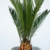 Sagopalmfarn Cycas Revoluta 15cm