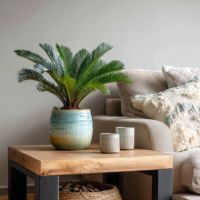 Sagopalmfarn Cycas Revoluta 15cm