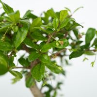 Bonsai Wasserfall-Set Stones 29cm