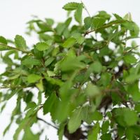 Bonsai Wasserfall-Set Buddha 29cm