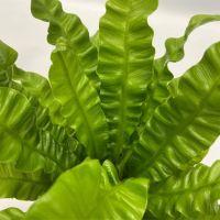 Grüne Zimmerpflanzen Luftreinigend 12cm sort 5St