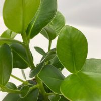 Grüne Zimmerpflanzen Luftreinigend 12cm sort 5St