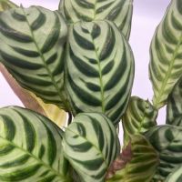 Grüne Zimmerpflanzen Luftreinigend 12cm sort 5St