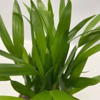 Grüne Zimmerpflanzen Luftreinigend 12cm sort 5St