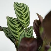 Grüne Zimmerpflanzen Pflegeleicht 12cm sort 4St