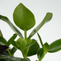 Grüne Zimmerpflanzen Pflegeleicht 12cm sort 4St