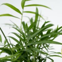 Grüne Zimmerpflanzen Pflegeleicht 12cm sort 4St