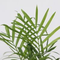 Grüne Zimmerpflanzen Trendy 12cm sort 4St