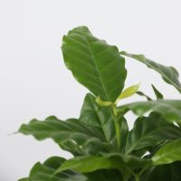 Grüne Zimmerpflanzen Trendy 12cm sort 4St